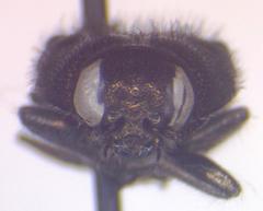 Acmaeodera impluviata