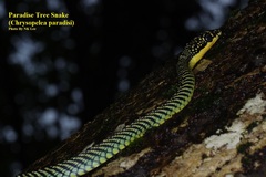 Chrysopelea paradisi