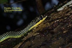 Chrysopelea paradisi