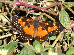 Chlosyne lacinia saundersi