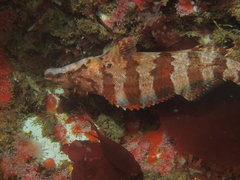 Oxylebius pictus