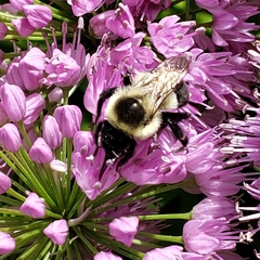 Bombus impatiens