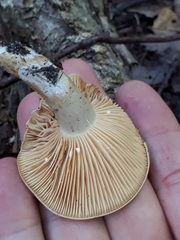 Lactarius pyrogalus