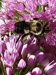 Bombus impatiens
