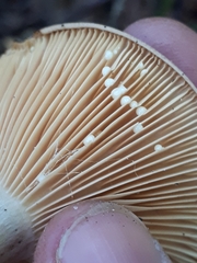 Lactarius pyrogalus
