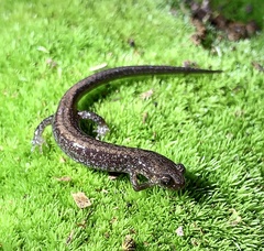 Plethodon sherando