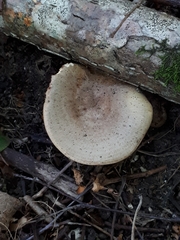 Lactarius pyrogalus