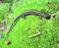 Plethodon sherando