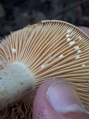 Lactarius pyrogalus