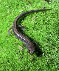 Plethodon sherando