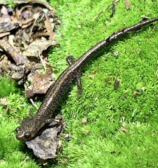 Plethodon sherando