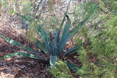 Agave mapisaga