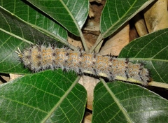 Holocerina smilax