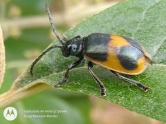 Monocesta ducalis