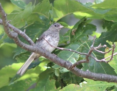 Junco hyemalis carolinensis