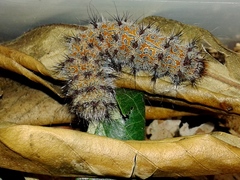 Holocerina smilax