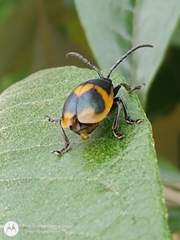 Monocesta ducalis