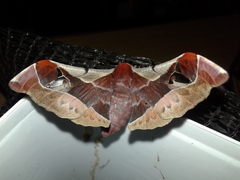 Holocerina smilax