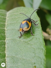 Monocesta ducalis