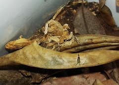 Holocerina smilax