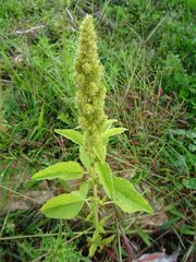 Amaranthus retroflexus