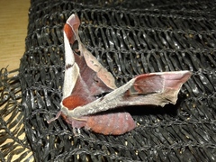 Holocerina smilax