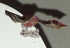Holocerina smilax