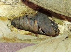 Holocerina smilax
