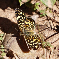 Phystis simois variegata