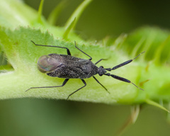 Excentricus planicornis