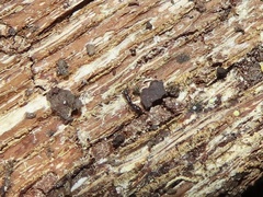 Ponera pennsylvanica