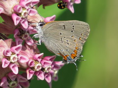 Satyrium acadica