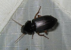Harpalus pensylvanicus