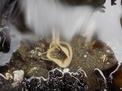 Diaulula sandiegensis