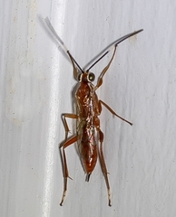 Pachysomoides fulvus