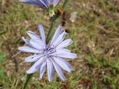Cichorium intybus
