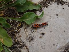 Pyrrhocoris apterus