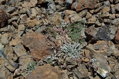 Physaria occidentalis