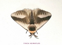 Mesoscia dumilla