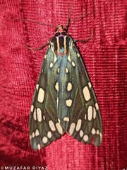 Callindra principalis