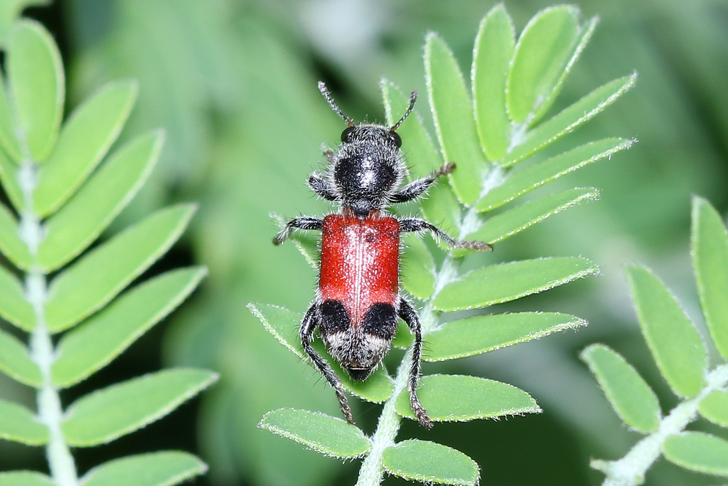 Enoclerus opifex