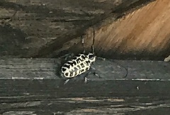 Plectrodera scalator