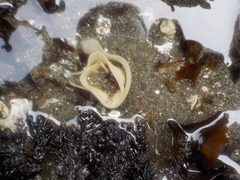 Diaulula sandiegensis
