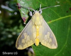Castrica phalaenoides
