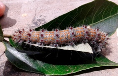 Holocerina smilax