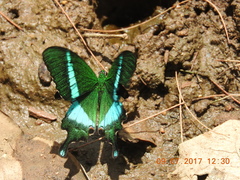 Papilio crino