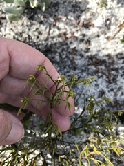 Thesium acuminatum