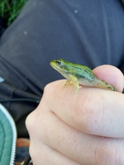 Pelophylax lessonae