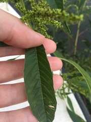 Amaranthus australis