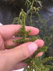 Amaranthus australis